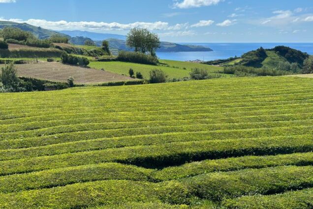 Sao Miguel con volo diretto