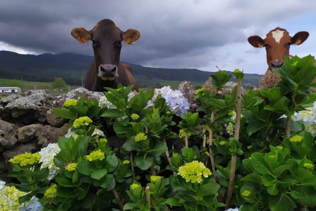 Capodanno a Sao Miguel