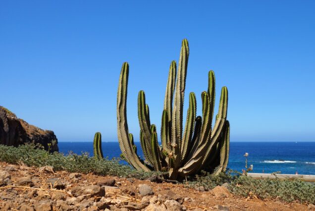 Tenerife mare e sole a capodanno